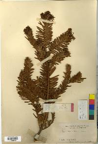 Cephalotaxus harringtonia image