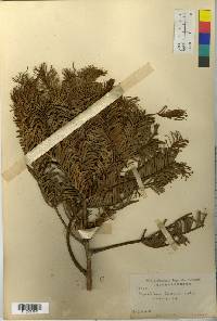 Cephalotaxus harringtonia image