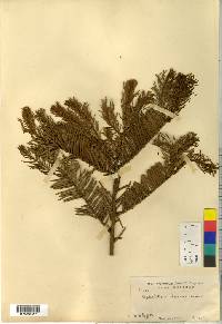 Cephalotaxus harringtonia image