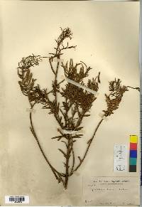 Cephalotaxus harringtonia image