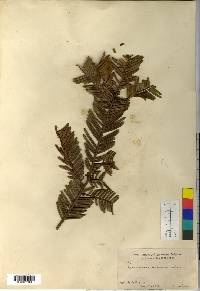 Cephalotaxus harringtonia image