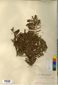 Cephalotaxus harringtonia image