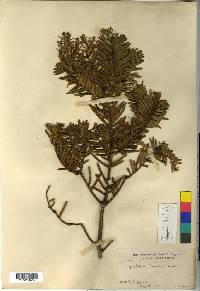 Cephalotaxus harringtonia image