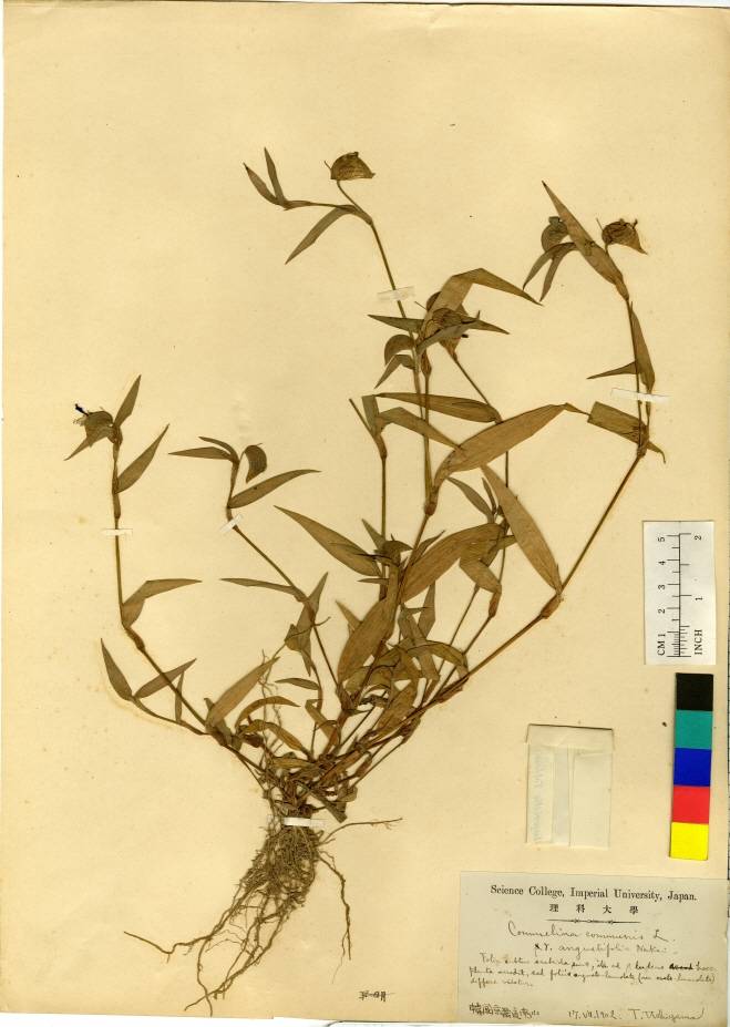 Commelina communis image