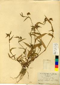 Image of Commelina communis