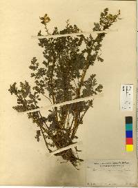 Corydalis speciosa image