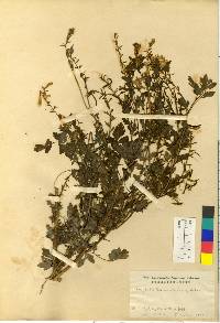 Corydalis speciosa image