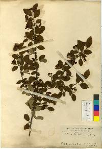 Cotoneaster multiflorus image