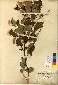 Cotoneaster multiflorus image