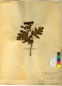 Crataegus pinnatifida image