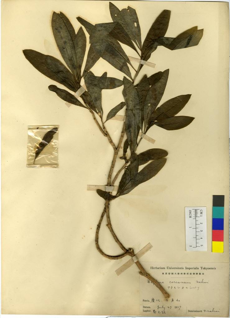 Daphne kamtschatica image