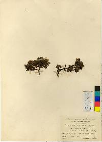 Image of Dasiphora mandshurica