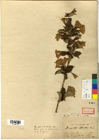 Weigela florida image