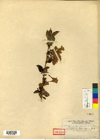 Weigela florida image