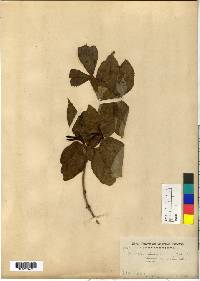 Weigela florida image