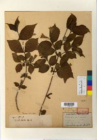 Weigela subsessilis image