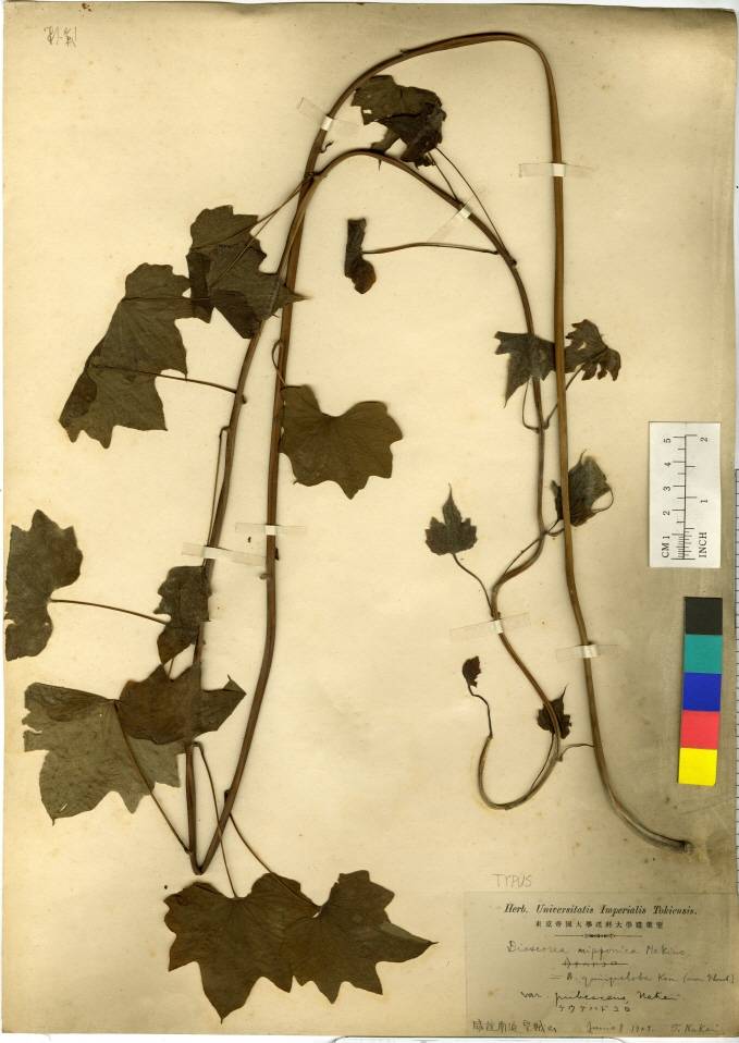 Dioscorea nipponica image