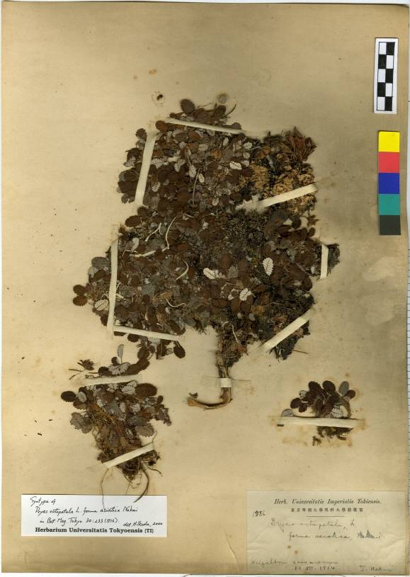 Dryas octopetala var. asiatica image