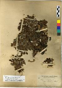 Dryas octopetala var. asiatica image