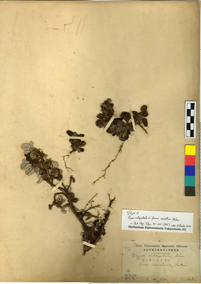 Dryas octopetala var. asiatica image