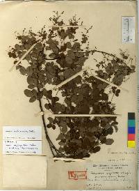 Lespedeza melanantha image