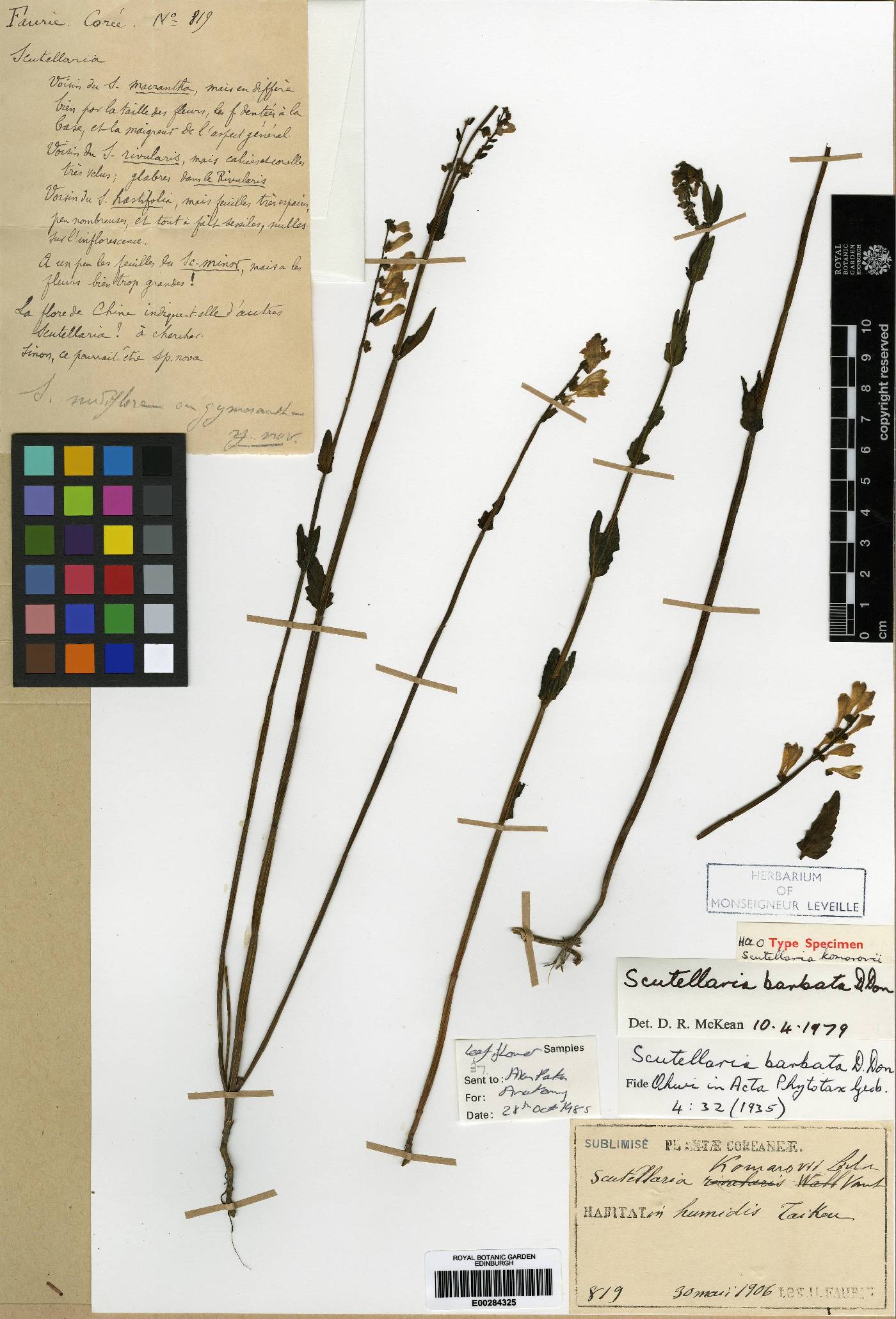 Scutellaria barbata image