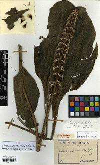 Ligularia mongolica image