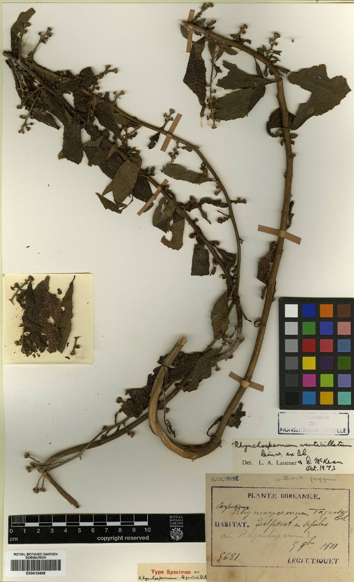 Aster verticillatus image