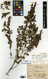 Mosla japonica image