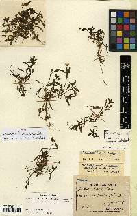 Pseudostellaria heterophylla image