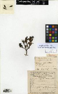 Image of Leptopetalum coreanum