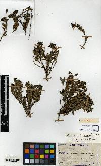 Leptopetalum coreanum image