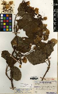 Hydrangea hydrangeoides image