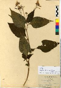 Impatiens textori image