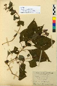 Impatiens textori image