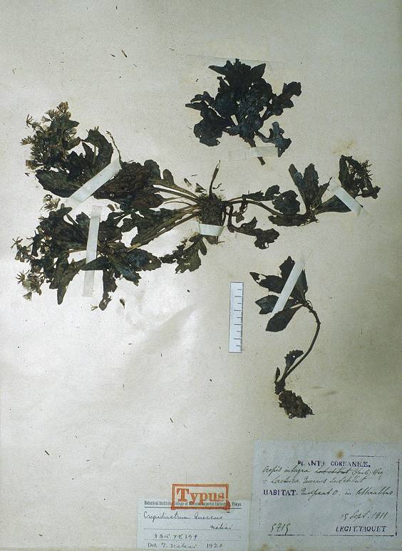 Crepidiastrum lanceolatum image
