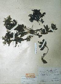 Crepidiastrum lanceolatum image