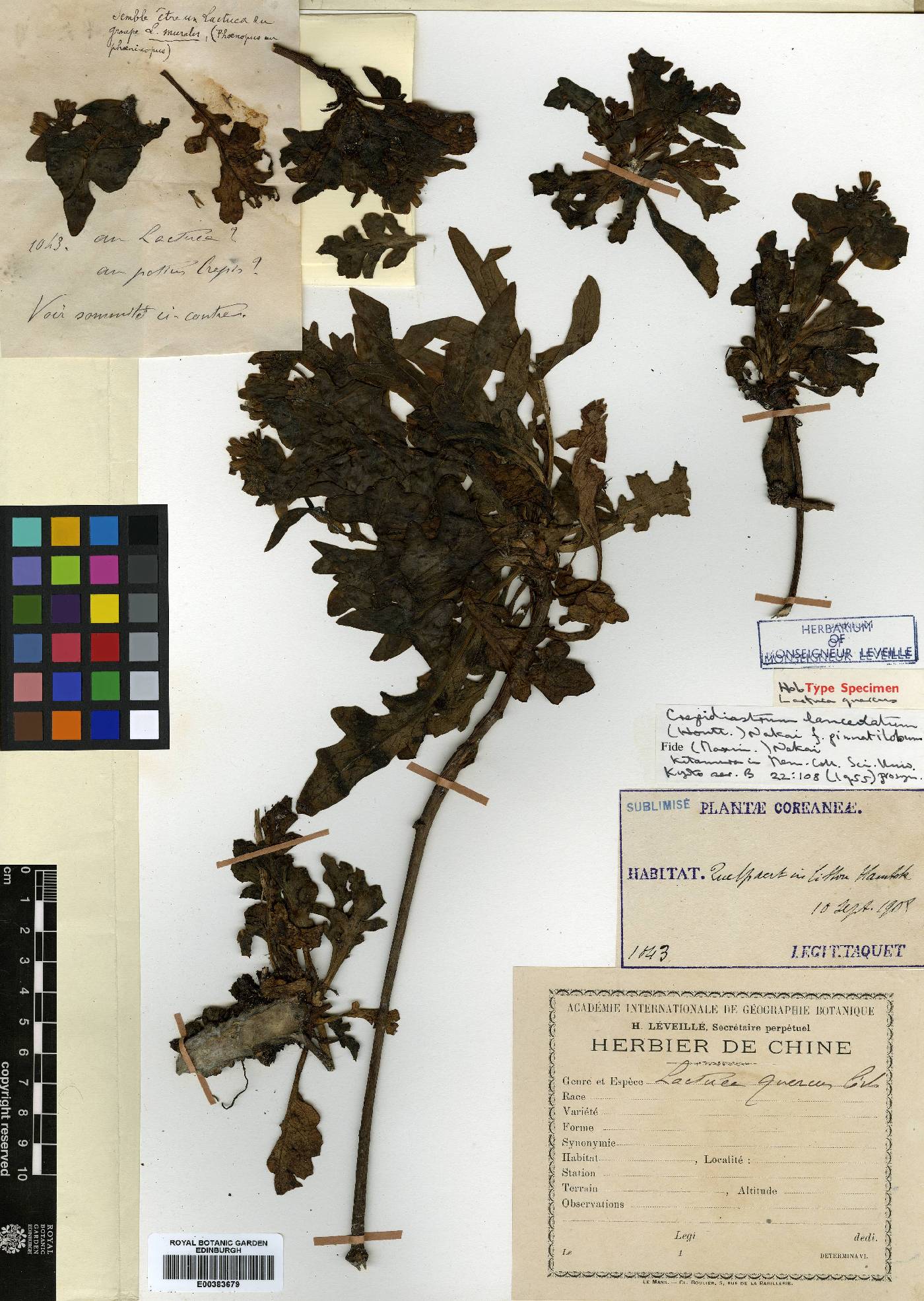 Crepidiastrum lanceolatum image