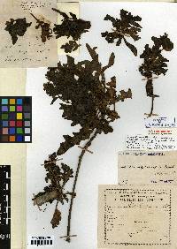 Crepidiastrum lanceolatum image