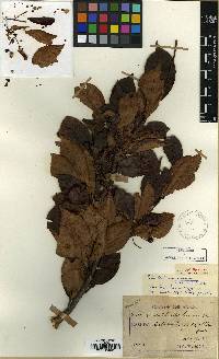 Pourthiaea villosa image