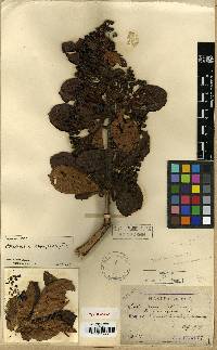 Pourthiaea villosa image