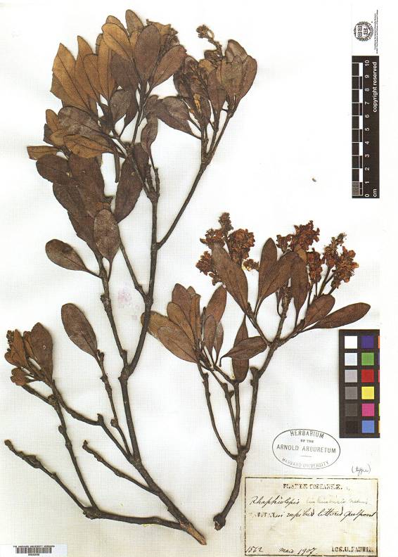 Rhaphiolepis indica var. shilanensis image