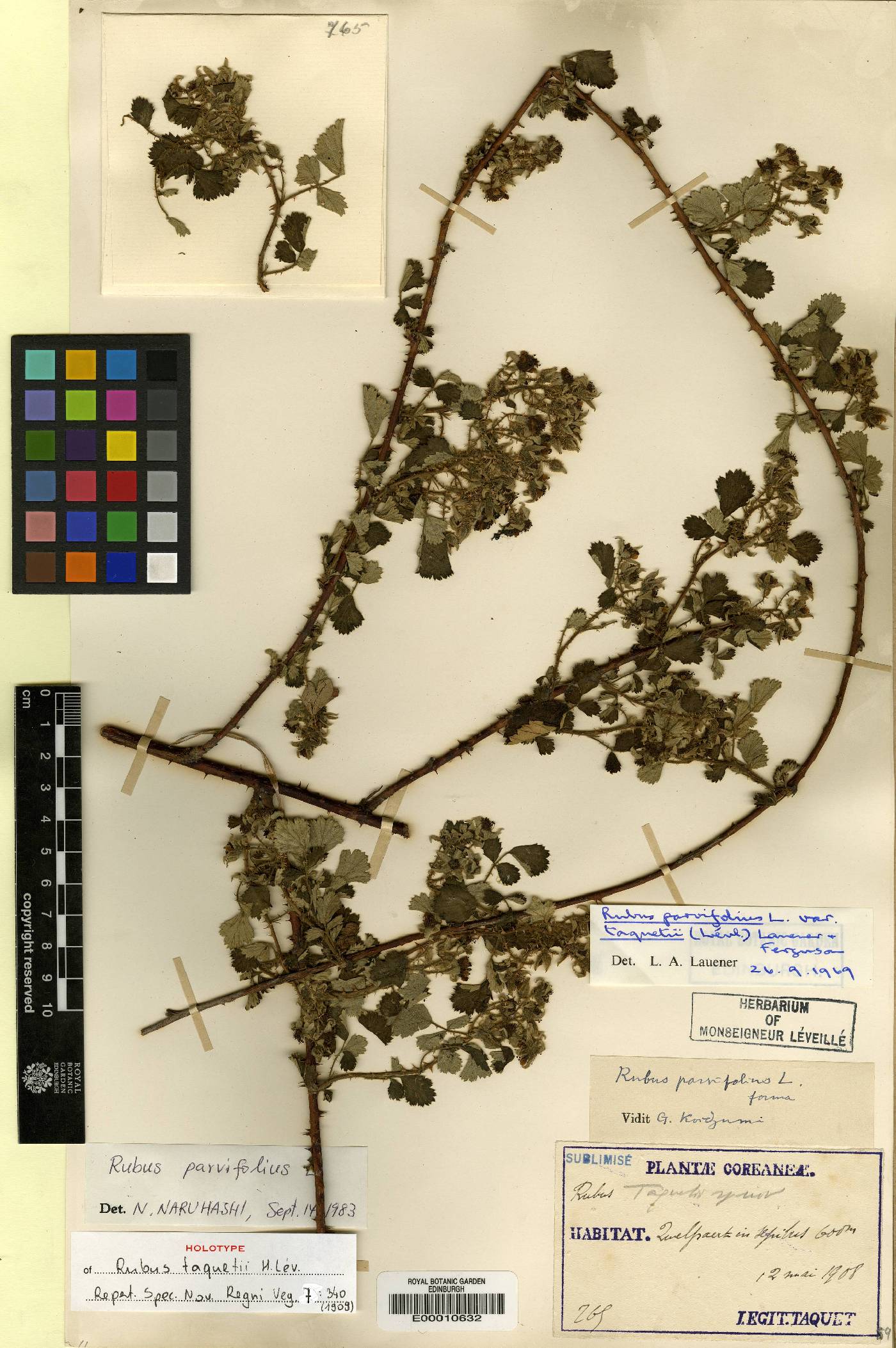 Rubus parvifolius image