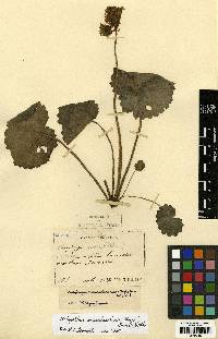 Micranthes manchuriensis image