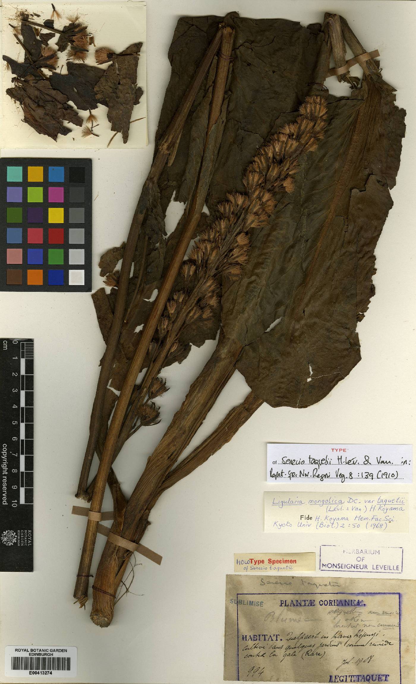 Ligularia mongolica image