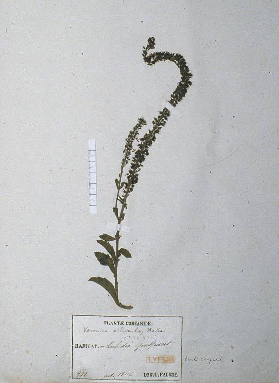 Veronica linariifolia image