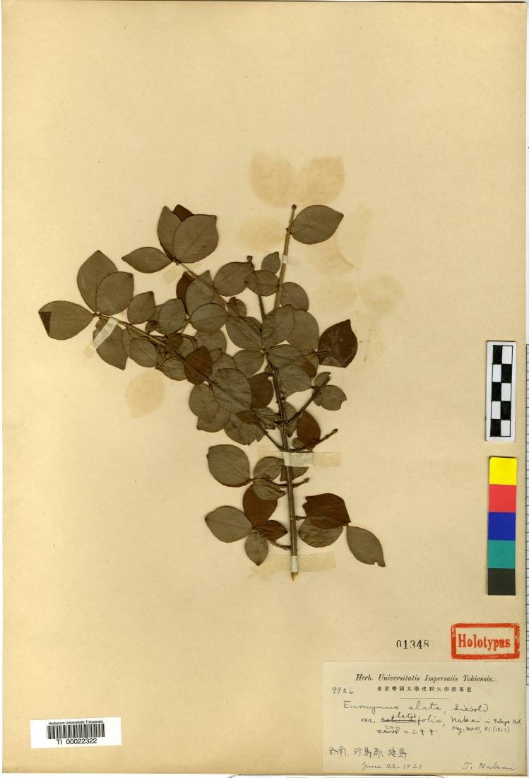 Euonymus alatus image