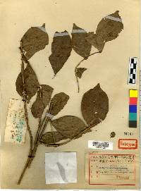 Image of Euonymus alatus