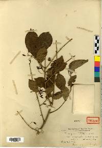 Euonymus alatus image