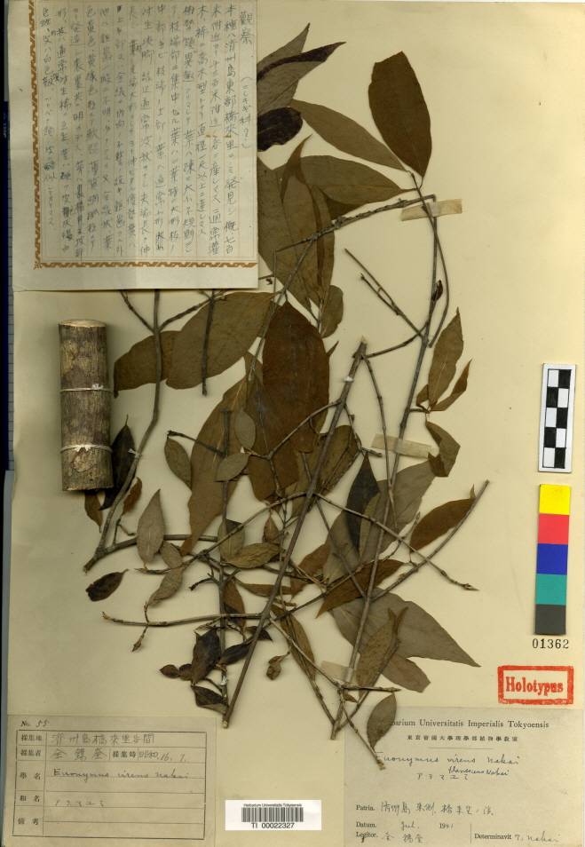 Euonymus oxyphyllus image